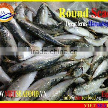FROZEN WHOLE ROUND MARUADSI (ROUND SCAD) photo-3