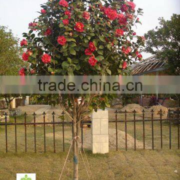 Camellia Japonica Tree Plant photo-2