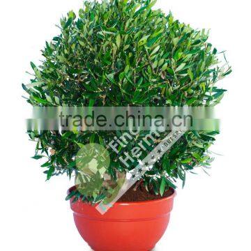 Olive Tree - Olea Europaea "Ball" in a Deco Pot photo-3
