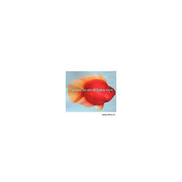 Sell Blood Parrot Fish