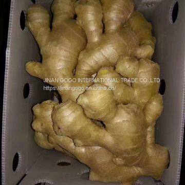 Fresh Carrot