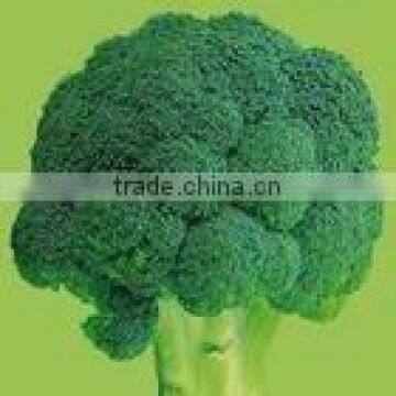 Broccoli Extract