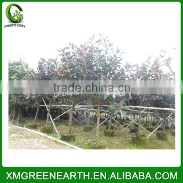 Ficus elastica diameter 8-10cm (2)