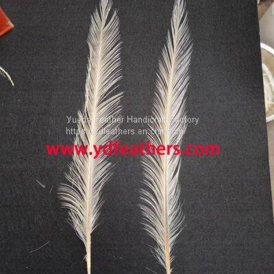 Burnt Ringneck Pheasant Tail Feather from China