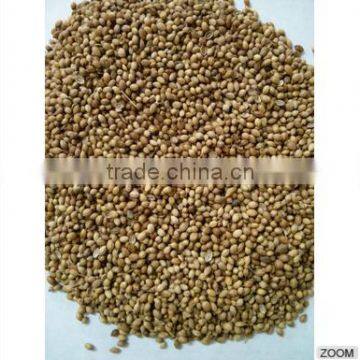 Coriander Seeds photo-3