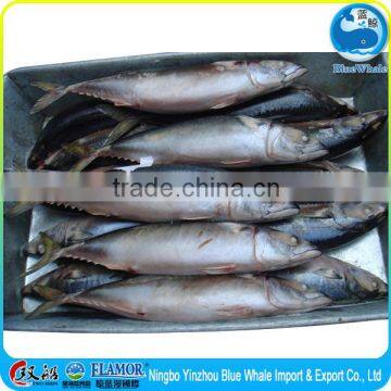 new season frozen pacific mackerel 100-200g 200-400g 300-500g