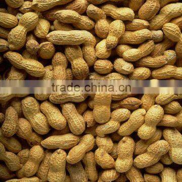 New crop roasted peanuts in shell