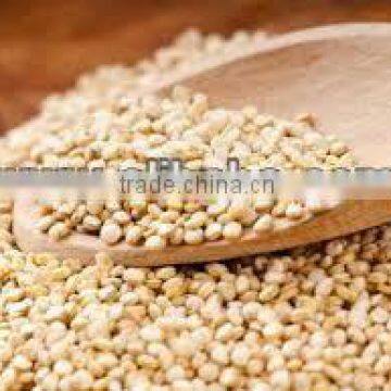 QUINUA, QUINOA CLEAN GRAIN