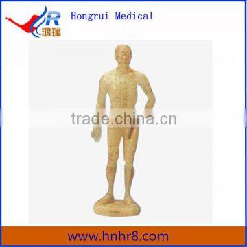 50cm Human Male Acupuncture Model