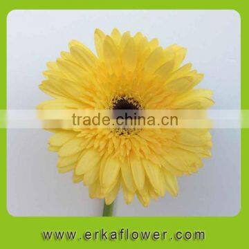 Colorful top sell factory direct sale importers