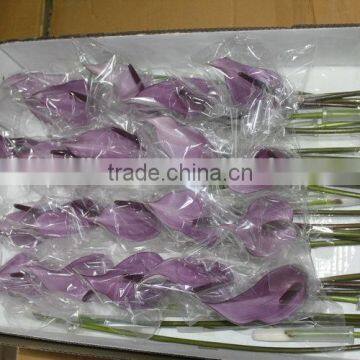 Elegant in Smell Factory Direct Fresh Antirrhinum Bunch