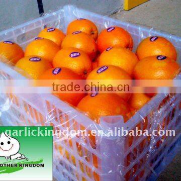 Sell Navel Orange