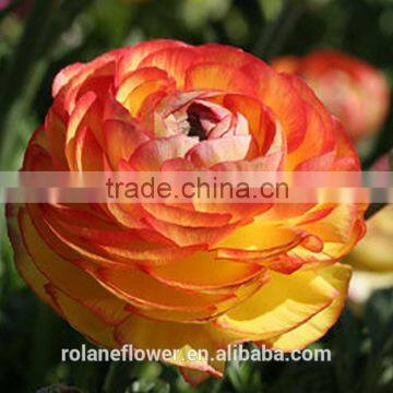 China importers bulk multiple petals fresh cut yellow-lip fan columbine flowers