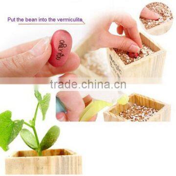 Customed Logo Magic Message Bean in Wooden Box photo-5