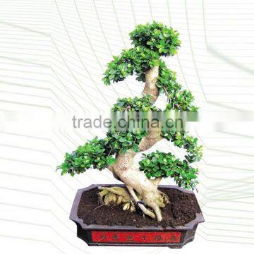 S shape outdoor bonsai trees