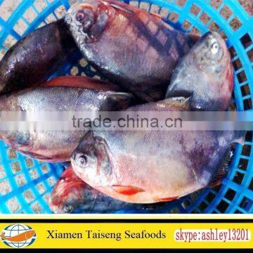 Cheap Price for Frozen Red Pomfret