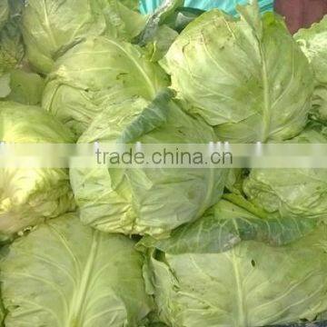 2016 New crop fresh cabbage chinese cabbage