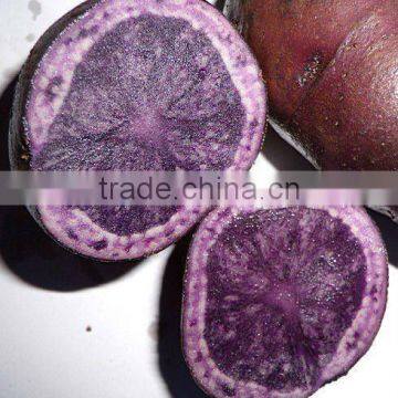 fresh purple potatoes/black potatoes for sale