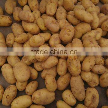 China Fresh Potatoes photo-2