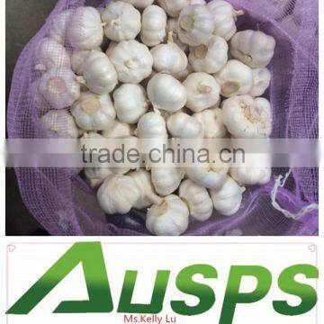 "high quality agriculture wholesale china natural garlic "