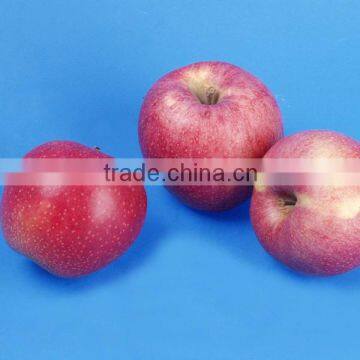 2016 Fresh Red Star Apples With High Quality for Sale Chinese Fresh Red Star Apples Factory photo-4