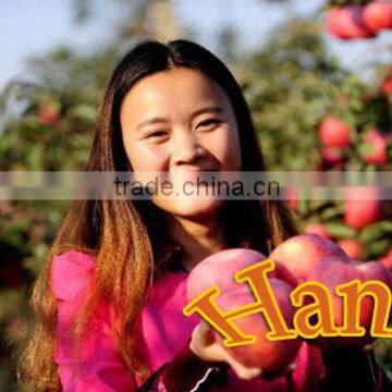 China Supplier of Fresh Hanfu Apple Fresh Apple Fruit From Liaoning Province photo-4