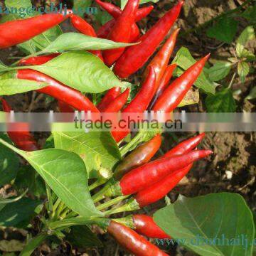 Chinese Pungency Dry Red Chili Threaded photo-2