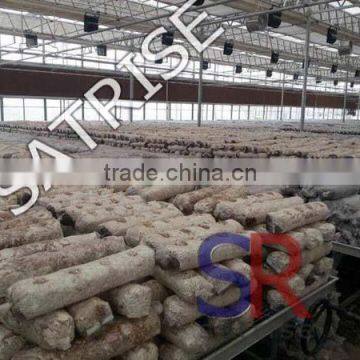 Hot Sale From China Professional Manufacturer Shiitake Mushroom Log photo-2