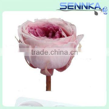 Wholesale Fresh Preserved Big Austin Rose Head Big Preserved Flower photo-5