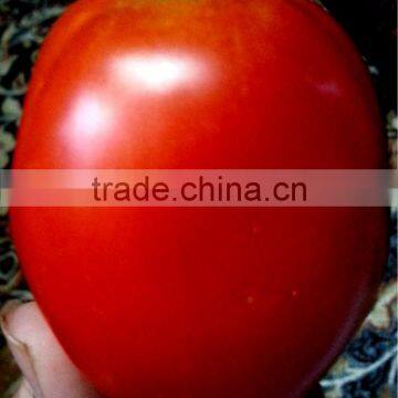 ALPHA RIO Hybrid Tomato Seeds