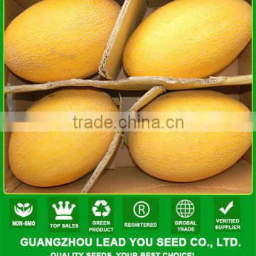 JSM04 Tangle 15% suger content hybrid muskmelon seeds f1