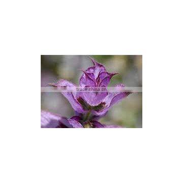 BEST EXPOTER OF CLARY SAGE OIL