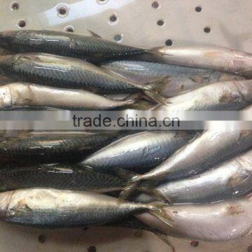 2016 Fresh Frozen Pacific Mackerel 150g-200g from China