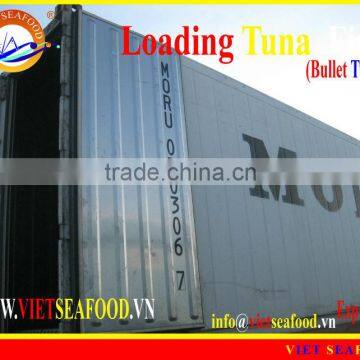 LOADING WHOLE ROUND BULLET TUNA