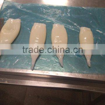HACCP,QS Certification Frozen Illex Squid Tube
