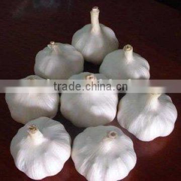 pure white fresh garlic