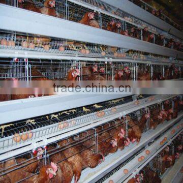 Battery Chicken Laying Cage System