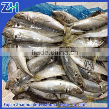 seafrozen horse mackerel Chinese ba lang fish