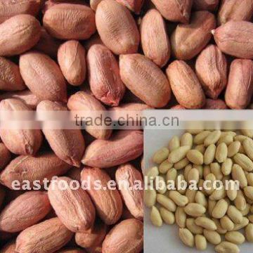 Shandong groundnut kernles 24/28