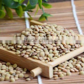 Chinese Lentils green colour