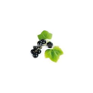 pure black currant extract powder