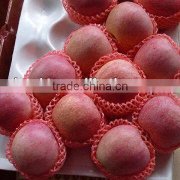 Yantai Fresh Fuji Apple Best Price Exporter in China