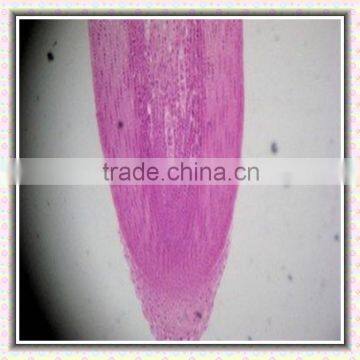 prepared plant root tip L.S. microscope slide