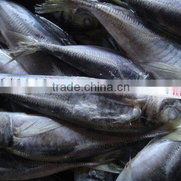 Frozen Horse Mackerel Trachurus japonicus