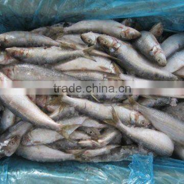 Frozen Sardine Fish 8-10PCS/KG