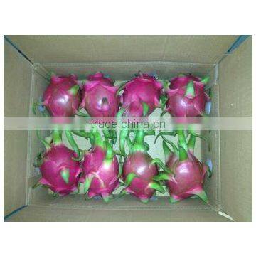 VIETNAM DRAGON FRUIT