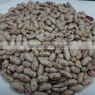 LIGHT SPECKLED KIDNEY BEANS ON HOT SALE