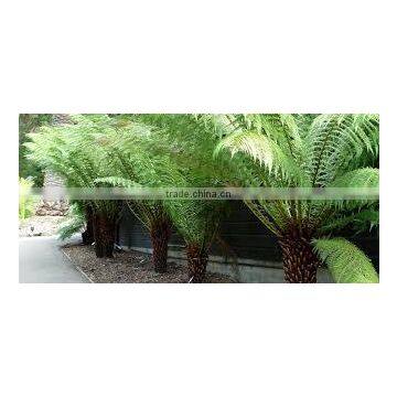 Blechnum gibbum (Blechnum, Pygmy Tree Fern)