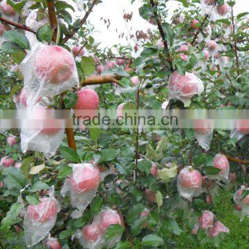 Apple Type and Pome Fruit Products Type Fresh Red Qinguan Apple photo-5