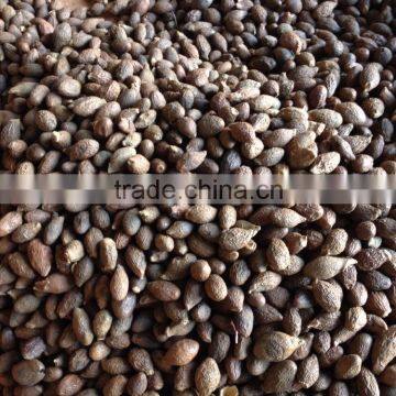 Sterculia Lychnophora, Crop 2016 photo-2